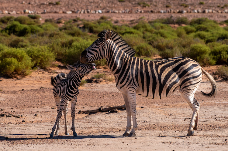 Zebra 210mm 1/800 f6.3 ISO 200 Image