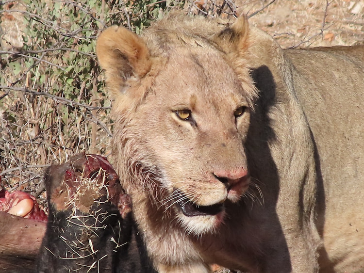 The Zoom works at its best when the light is sharp Lion feeding Canon Powershot Zoom Review