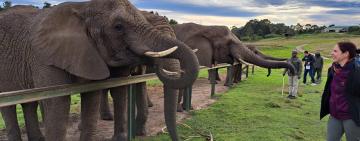 Knysna Elephant Park: More than a Tourist Destination