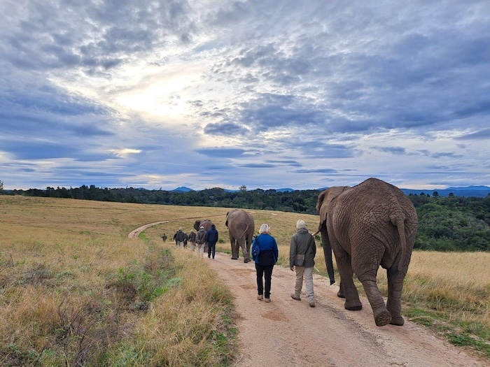 Knysna Elephant Park