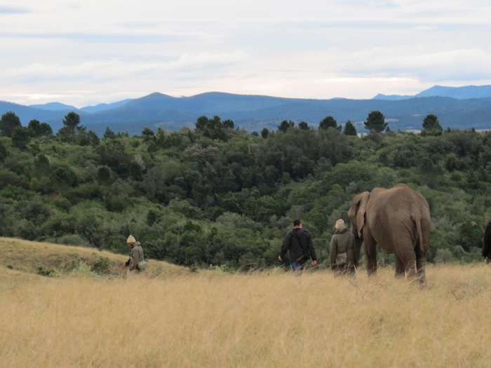 Knysna Elephant Park