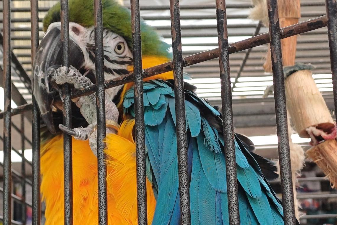 Exotic Pet Trade: the aftermath in South Africa