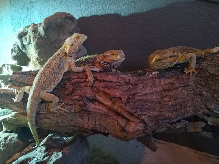 Three bearded dragons from LeBonheur Crocodile Farm. When their family moved to the Western Cape, the owners surrendered them after they discovered their pets were not legal. Three bearded dragons from LeBonheur Crocodile Farm. When their family moved to the Western Cape, the owners surrendered them after they discovered their pets were not legal.