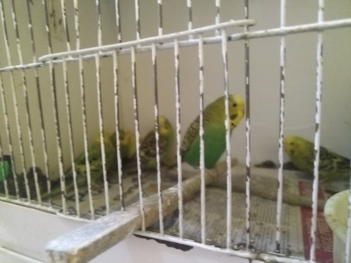 Budgie on a perch in a pet store. Budgie on a perch in a pet store.
