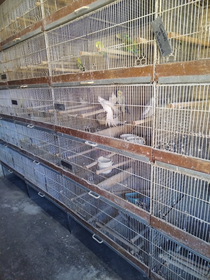 Cockatiels and parakeets in a pet shop. Cockatiels and parakeets in a pet shop.