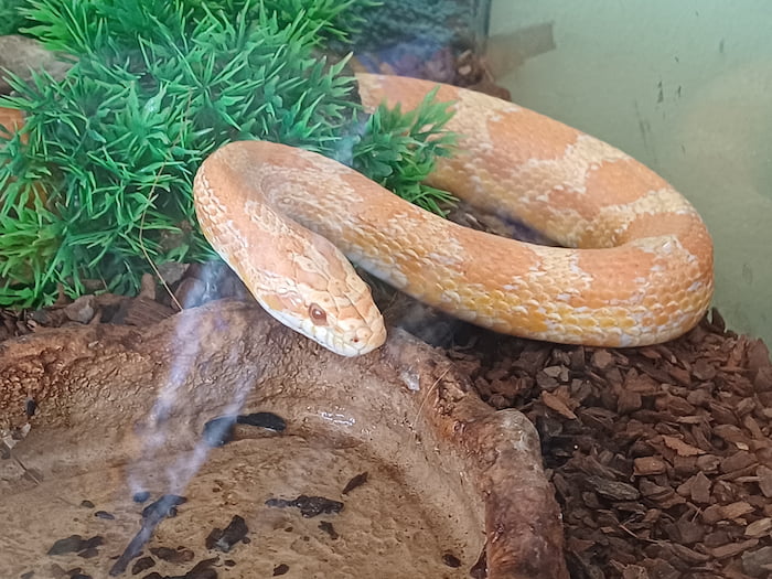 A corn snake in a pet shop Image