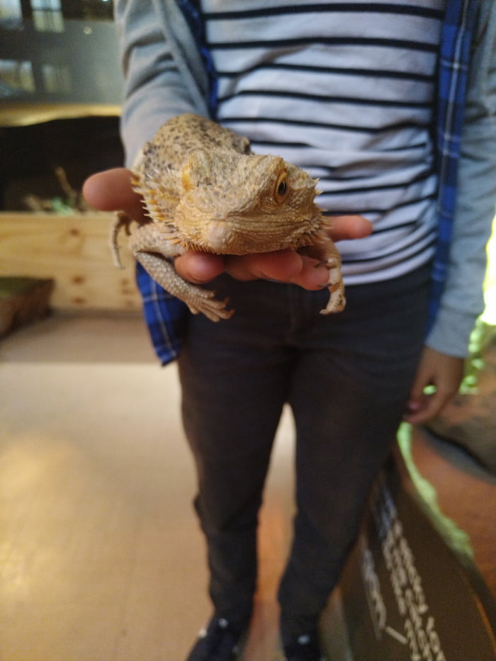 holdingbeardeddragon-1.jpg