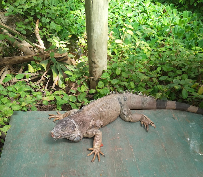 An iguana at Exotic Animal World, a safe haven for abandoned exotic pets. Image