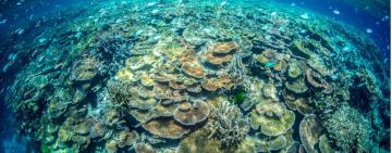 In Hot Water: How Warming Temperatures and Marine Heat Waves are Impacting Life in the Ocean