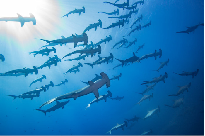 Borealisation, the mass movement of species towards cooler waters in northern regions, is becoming increasingly common as marine heatwaves and rising sea temperatures alter marine environments. Masayuki Agawa, Ocean Image Bank. Image