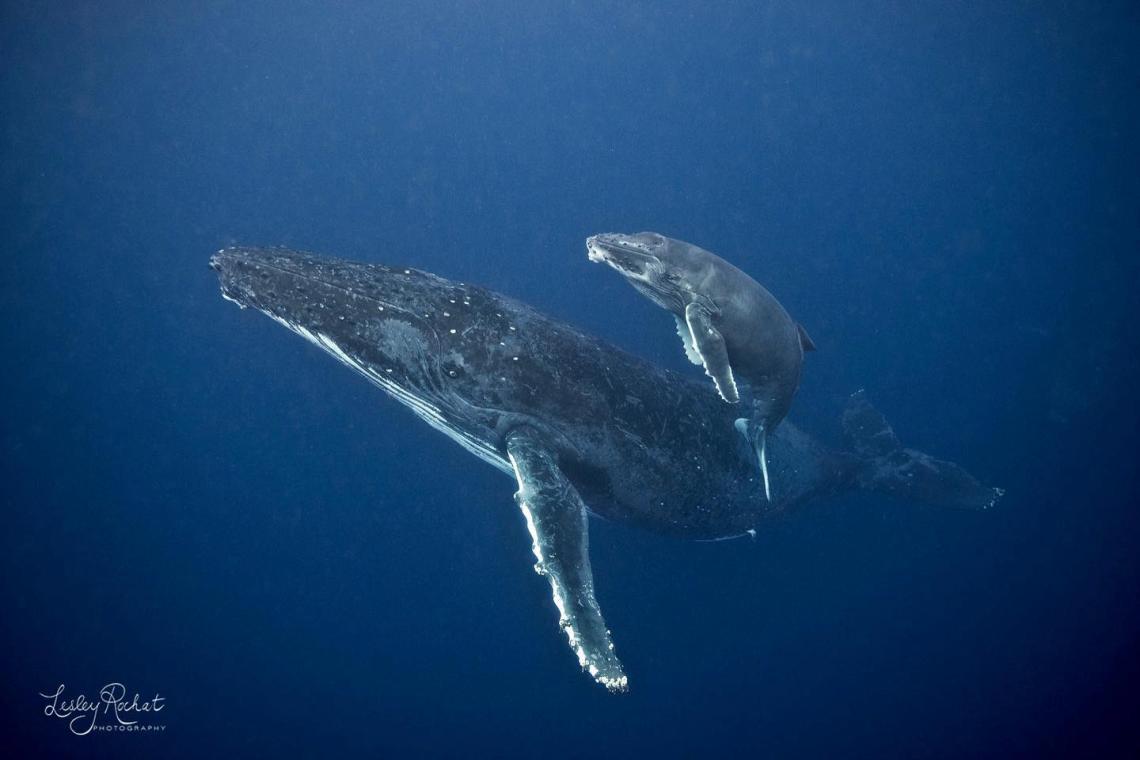 South Africa Oceans humpback whale