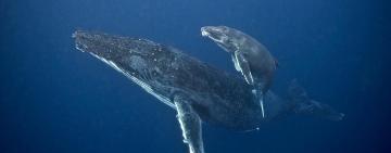 South Africa, an Ocean Explorers Paradise