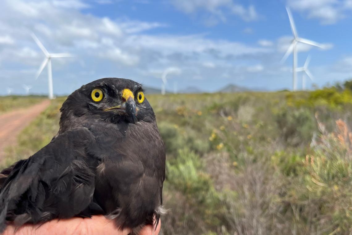 Black Harrier Wind Farm