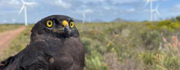 Leading the Way in Conservation Efforts to Protect the Endangered Black Harrier Raptor 