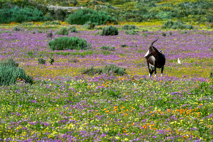 Bontebok Male - Nikon Z8 - 500mm 1/800sec f14 ISO 160 nikon z8 for bird photography