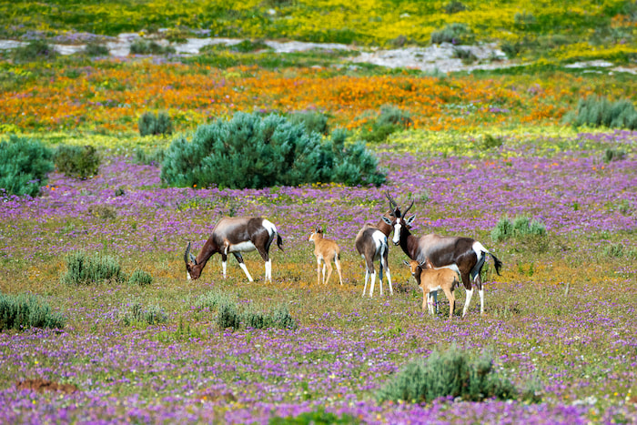 Bontebok in the flowers - Nikon Z8 - 500mm 1/3200sec f8 ISO 160 nikon z8 for bird photography