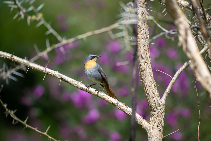 Cape Robin Chat - Nikon Z8 - 500mm 1/1600sec f5.6 ISO 160 nikon z8 for bird photography