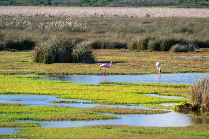 Flamingo Landscape - Nikon Z8 - 290mm 1/2500sec f6.3 ISO 160 nikon z8 for bird photography