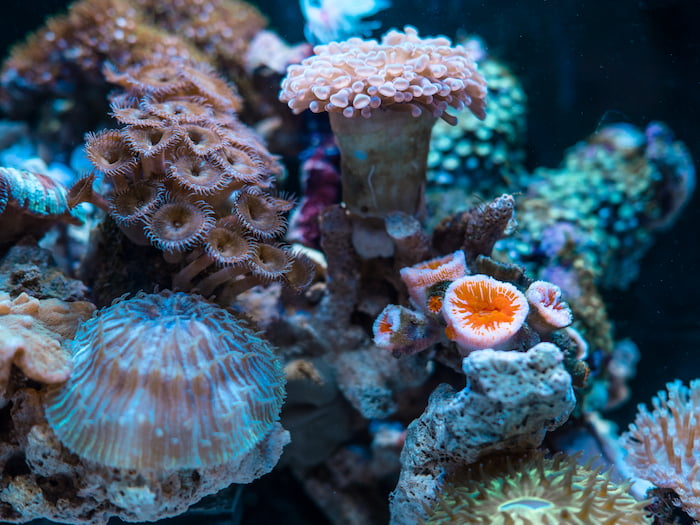 Oil rig structures provide a hard substrate on which sessile organisms, such as soft corals, can settle and establish functional communities, providing habitat for other species and acting as nursery grounds for juvenile fish. Jimmy Chang, Unsplash. oil-ocean-corral