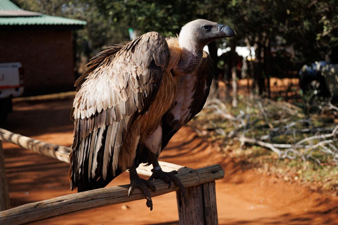 Victoria Falls Wildlife Trust Zimbabwe