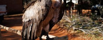 Saving Wildlife Through Innovation: The Victoria Falls Wildlife Trust Story