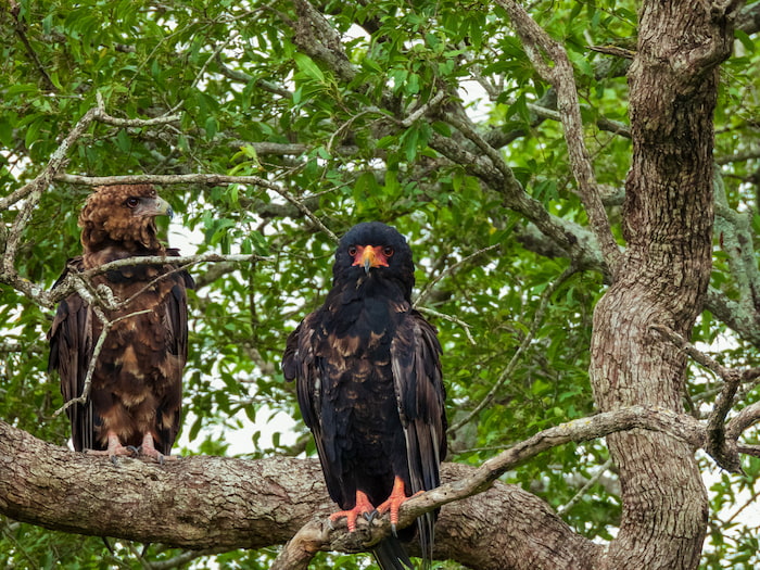 Bateleur Couple Kruger National Bateleur Kruger Park
