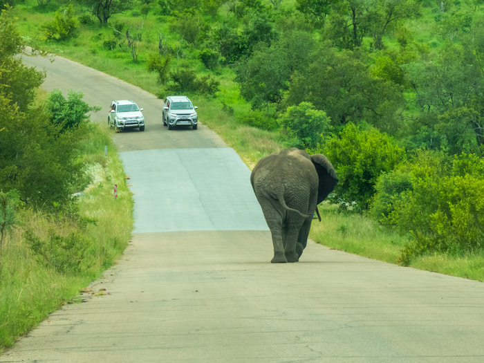Elephants can be unpredictable stay at a distance Elephant Kruger Park