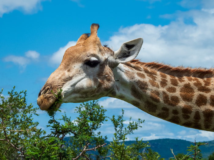 Giraffe always a favourite up close with the Nikon P950 Giraffe Kruger Park