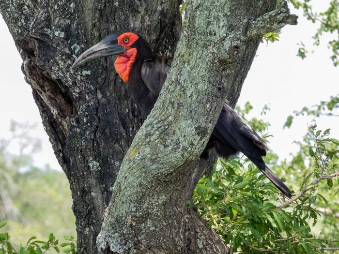Ground Hornbill - Vulnerable - Visitors are requested to report their sightings kruger park leopard