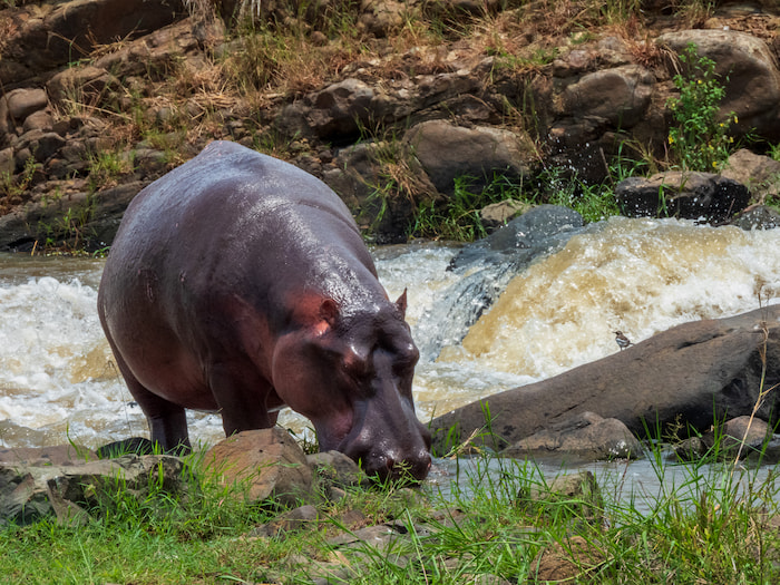 Hippo & bird at the river kruger park leopard