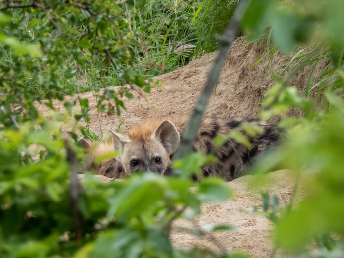 Hyena with cubs kruger park hyena