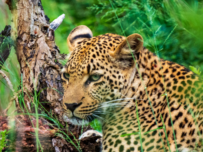Leopard up close and personal with Nikon P950 kruger park leopard