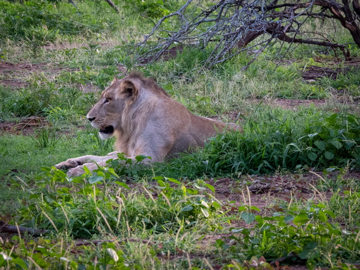 Lions often cause traffic situations in Southern Park kruger park lion