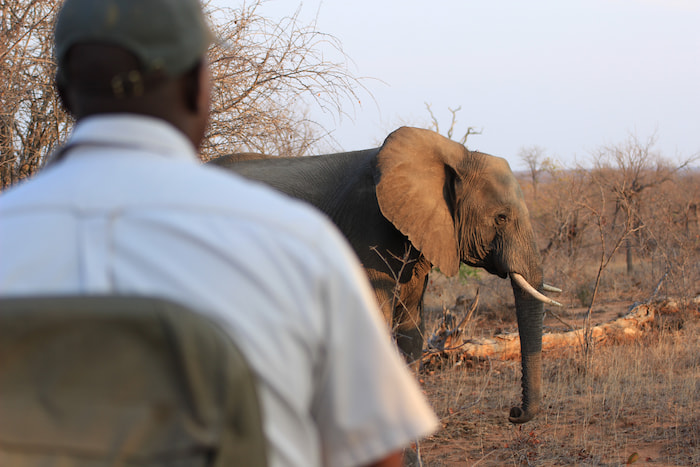 Kruger National Park Game Drive Guide Kruger Park
