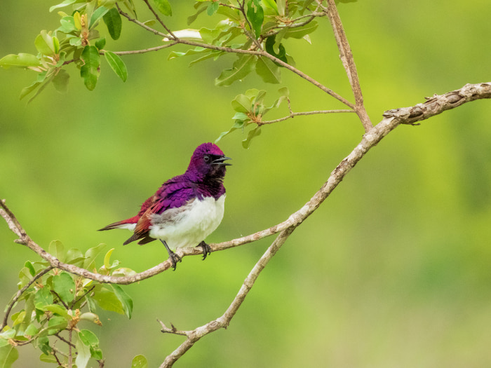 The male making sure we hear that we are intruding kruger park violet backed starling