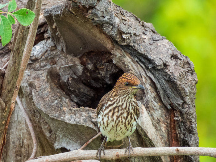 Female violet backed starling at her nest kruger park violet backed starling