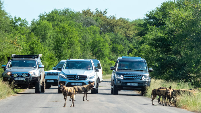 Endangered African wild dog kruger park wild dog