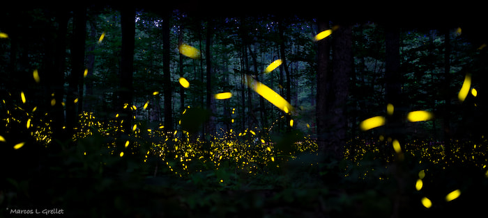 fireflies show rocky mountain national park