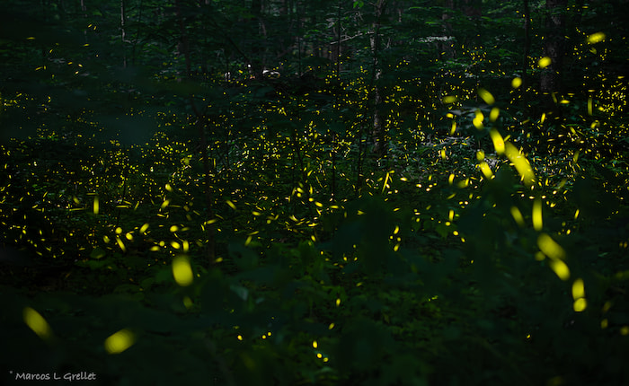 fireflies show rocky mountain national park