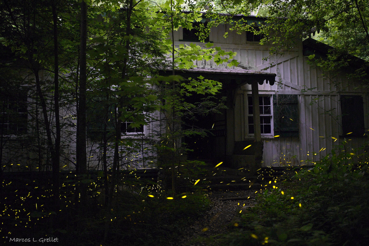 fireflies show rocky mountain national park
