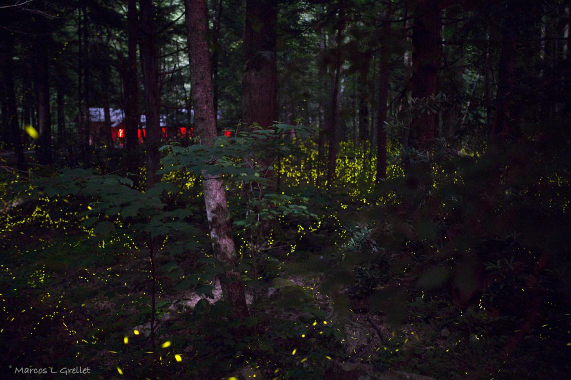 fireflies show smoky mountain national park tennessee