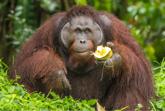 gorilla in Uganda rainforest