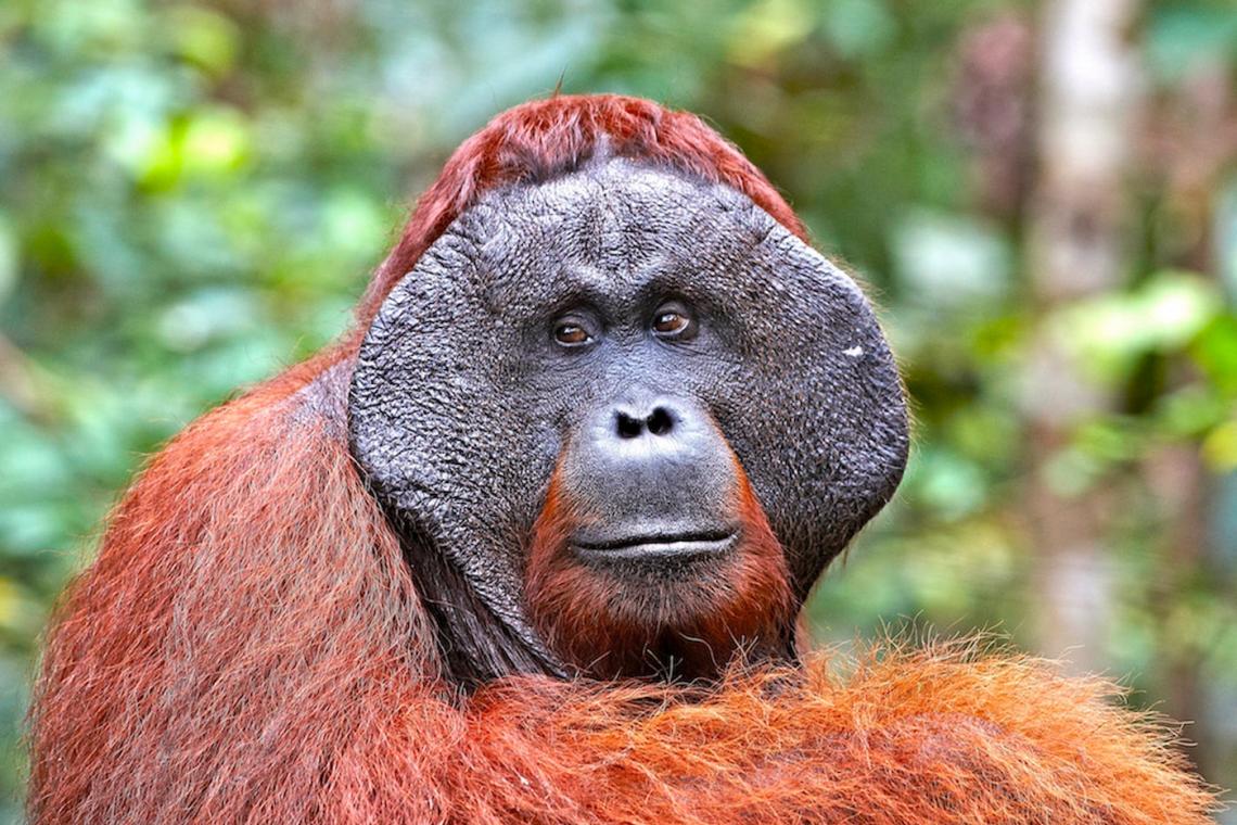 Orangutan Odysseys Borneo Orangutan