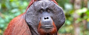 Hanging with Orangutans and Walking with Elephants: Eco-Tourism in 2024
