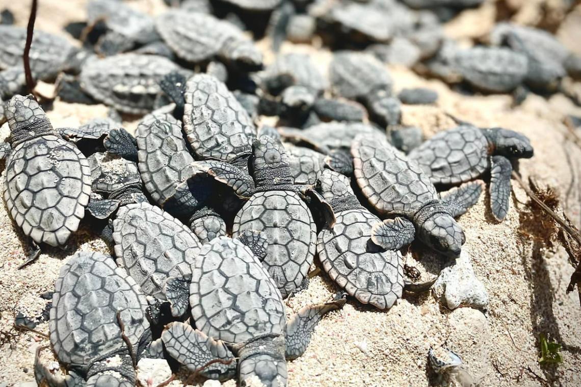 baby sea turtles Yucatan