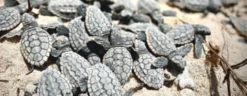 Meet the Conservationist Protecting Yucatán's Forgotten Sea Turtle Nesting Grounds