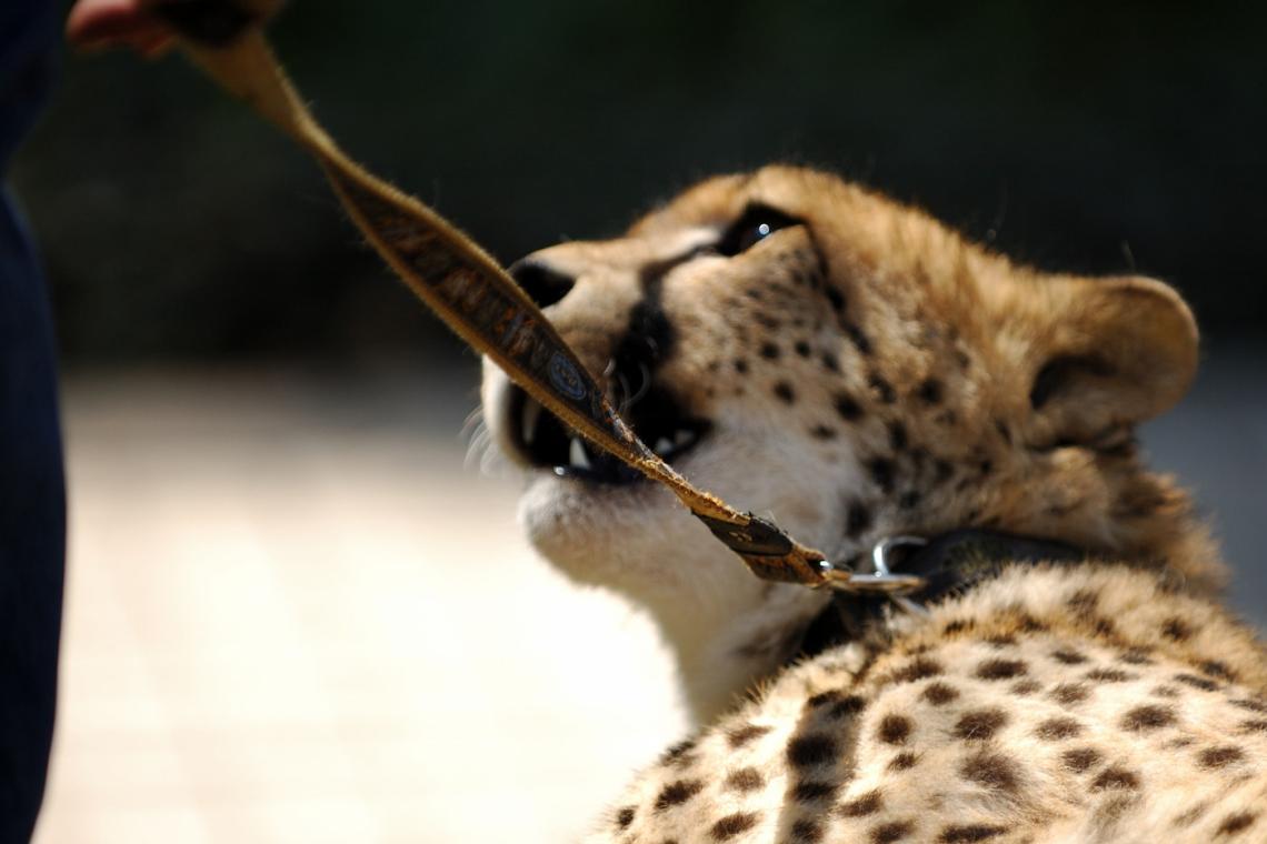 animal exploitation wildlife cheetah