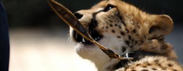 Large-scale Exploitation of Wild Animals: Unpacking the Unsustainable Wildlife Trade and its Effects on Species in the Wild