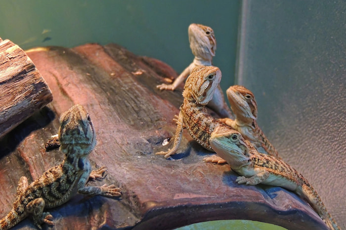 exotic pet trade high mortality