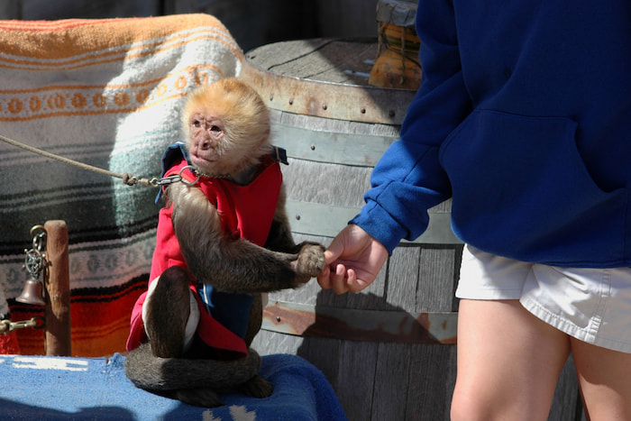 unnecessary human use of animals 